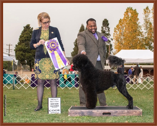 Bernie Wins Best of Breed at the 2018 NCPWDC Regional Specialty Dog Show in Napa